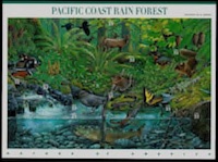 Pacific Coast Rain Forest Pacific Coast Rain Forest